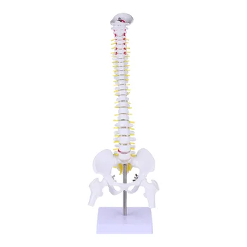 Модел на гръбначния стълб сляпо Анатомия на опашната кост в Човешкото тяло Бял PVC Лекар на Здравно обучение