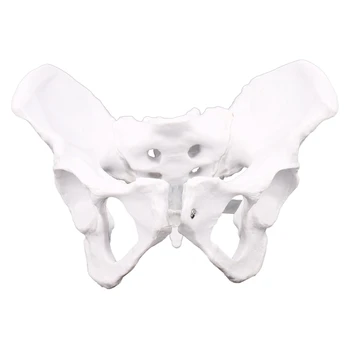 Женската Анатомия На Таза Тазовия Скелет Гърлото Анатомическая Анатомия На Черепа Скулптура На Главата Модел Тялото