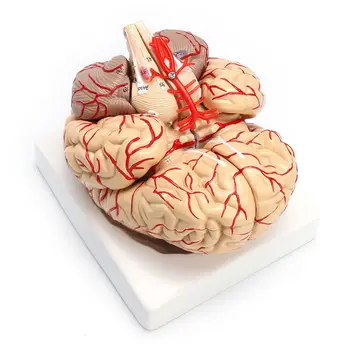 Обучение модел на анатомични органи за препарирования на човешкия мозък в реален размер 1: 1