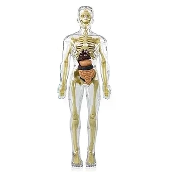 3D модел на човешкото тяло, Анатомическая модел на скелета, Модел на човешкото тяло, Подвижни части, играчка-скелет със собствените си ръце