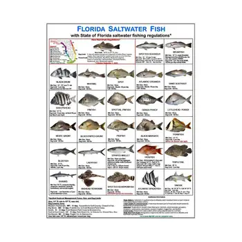 Документ за самоличност на риболова, магнитна карта с ръководството на видове риби, документ за самоличност морска риба Флорида за плаж, кей