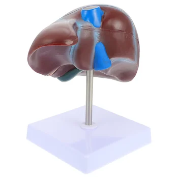1 бр. Анатомическая модел на черния дроб, медицинска Образователна модел за показване на черния дроб с база