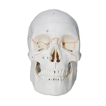 Модел на скелета на главата на човек, анатомическая модел на костите на главата в реален размер, кодирани номер