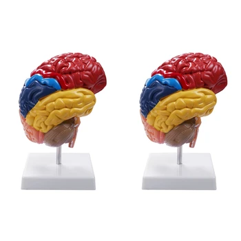 2X Анатомическая модел на мозъка Анатомия 1: 1 Половина на мозъчния ствол Учебни лабораторни консумативи