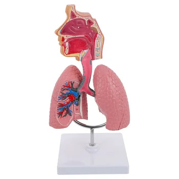 1 бр. модел на дихателната система на човека, играчки за деца, експериментална модел