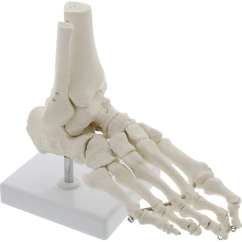 Анатомическая модел на скелета на глезена на крака в пълен размер Медицински дисплей Обучителен инструмент Медицински канцеларски материали за училище 1:1 Нов