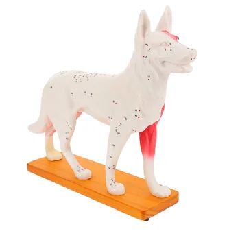 Модел за акупунктура кучета, инструмент за обучение на медицински анатомия, лабораторни консумативи