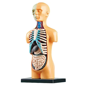 3D Свалящ се анатомическая модел на човешкия торс за учене играчки, обучение структурата на човешкото тяло за едно дете-ученик
