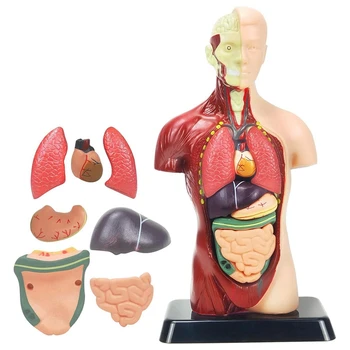 Модел на човешкото тяло, за деца, 11-инчов Пластмасов Анатомическая модел на човешкия торс, играчки, 8 бр, Подвижен Анатомическая кукла със сърце и органи