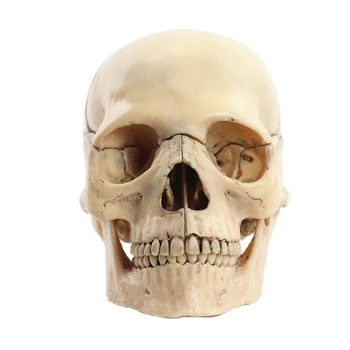 Анатомическая модел на черепа в разглобено формата на 1: 2 Анатомический скелет Модел на черепа на Подвижни учебни пособия Инструмент