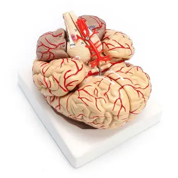Модел на анатомични органи за препарирования мозъка на човек в реален размер 1: 1