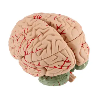 Модел на човешкия мозък Анатомично точно модел на мозъка Анатомия на човешкия мозък, за да проучи в класната стая, демонстрация на преподаването на медицински модел