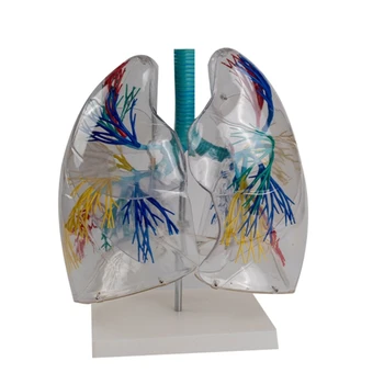 Анатомическая модел на белите дробове от прозрачен PVC за учебни помагала, анатомическая модел на черния дроб Показва детайлите на бронхиална дърво